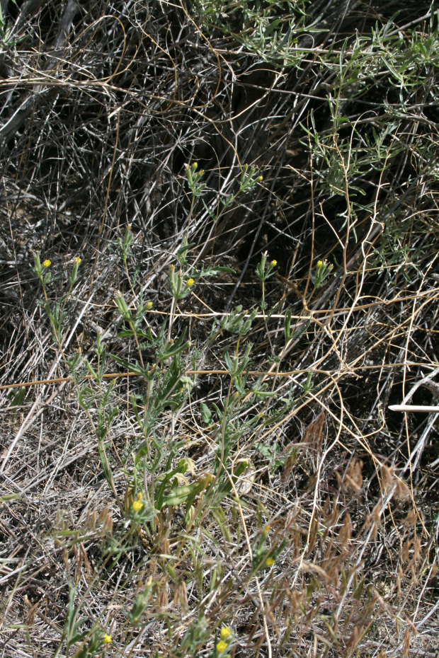 whitestem blazingstar (Mentzelia albicaulis)